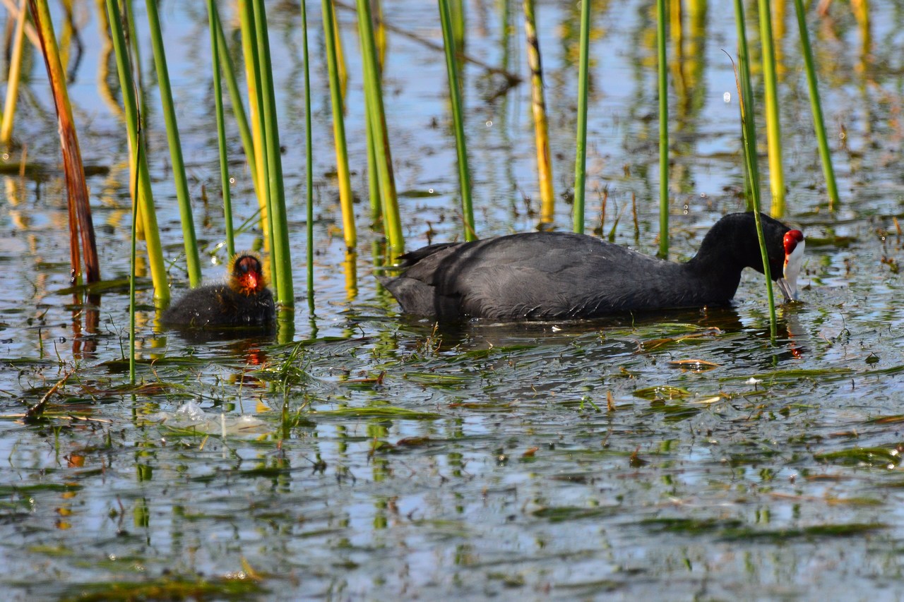 Fulica cristata